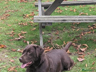 Labrador Retriever dogs Labrador puppies - Advert 16
