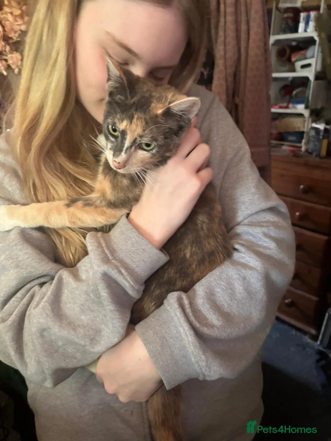 Oriental cats for sale: Tortie oriental females and one male £350 - Advert 2
