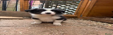 Border Collie Puppy 2