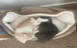 Mixed Breed cats for sale: Beautiful half britishshorthaired - Image 22