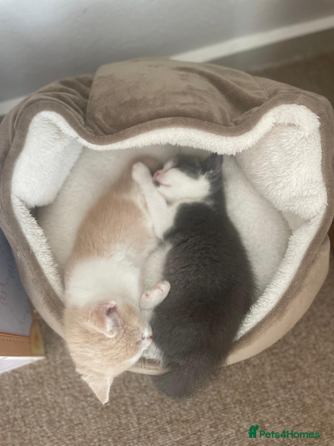 Mixed Breed cats for sale: Beautiful half britishshorthaired - Image 22