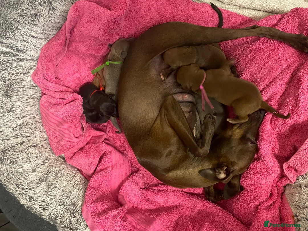 Italian Greyhound dogs for sale: Beautiful Italian greyhound puppies  - Advert 1