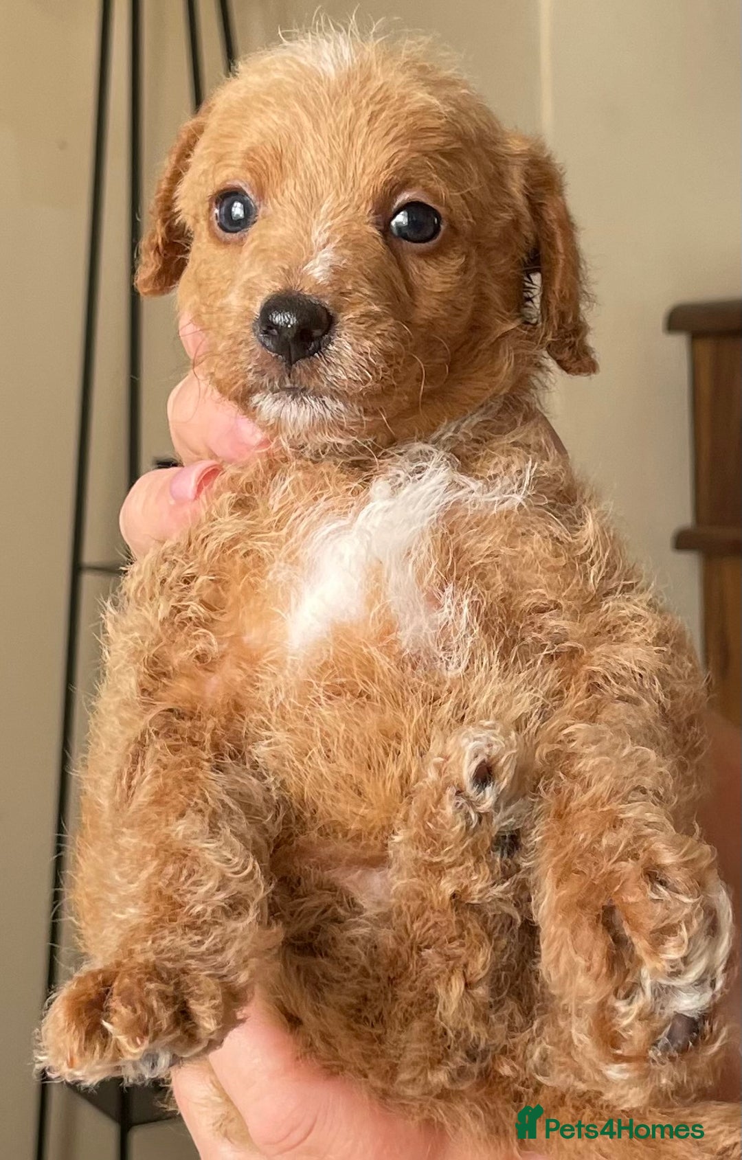 Jackapoo dogs for sale: JACKAPOO PUPPIES  in Saint Austell - Image 8