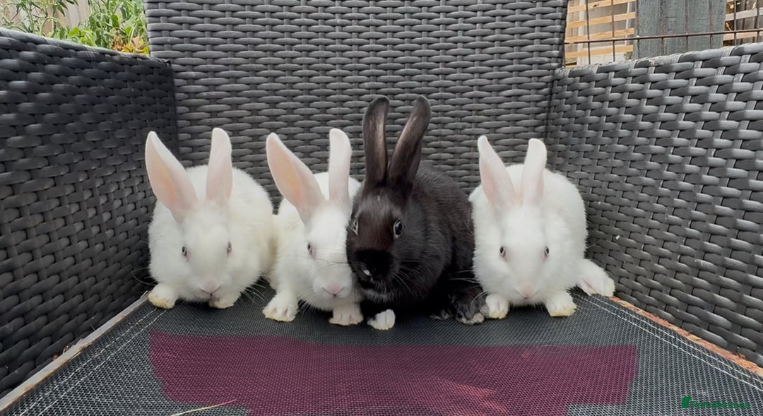 Mixed Breed rabbits for sale: 7 baby bunnies ready for new homes - Image 10