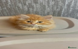 Ragdoll cats for sale: Ragdoll cross Mainecoon kittens  - Image 5