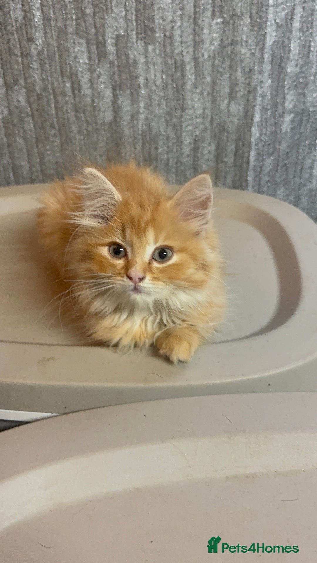 Ragdoll cats for sale: Ragdoll cross Mainecoon kittens  - Image 5