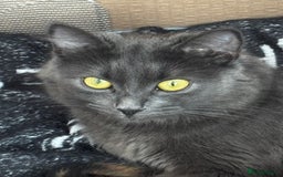 Mixed Breed cats for sale: Beautiful torti girl - Image 2