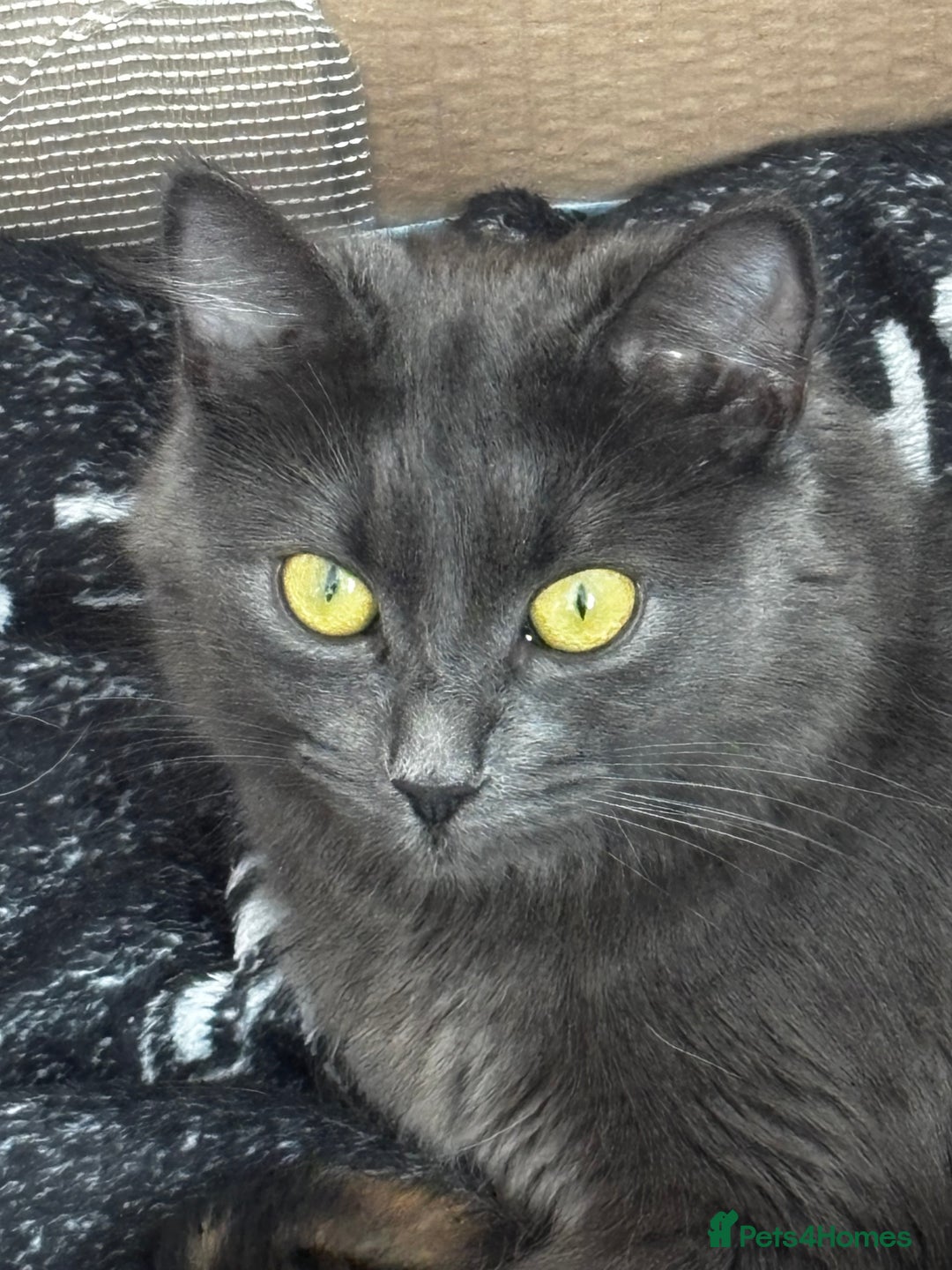 Mixed Breed cats for sale: Beautiful torti girl - Image 2
