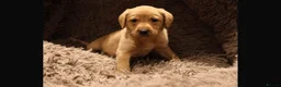 Labrador Retriever dogs for sale: Red fox Labrador puppies in Halifax - Advert 1