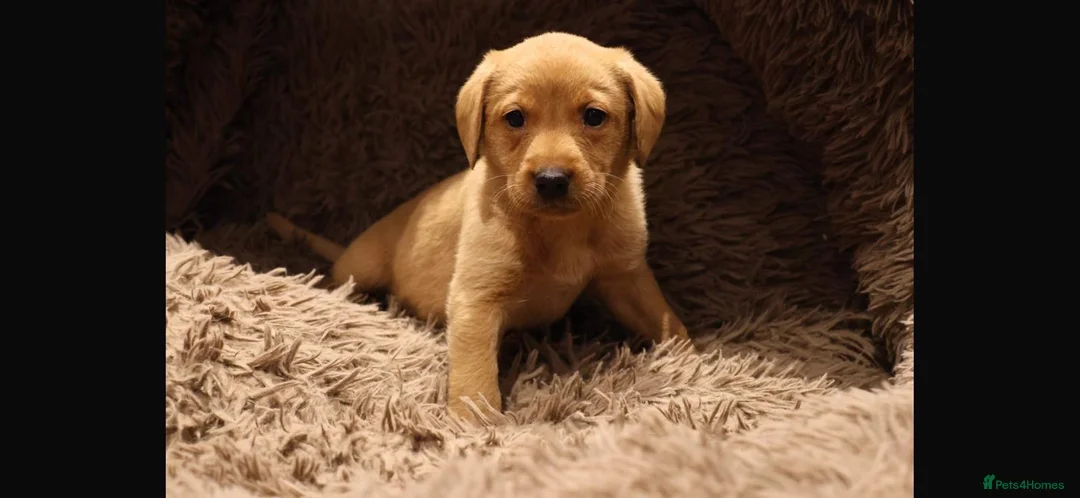 Labrador Retriever dogs for sale: Red fox Labrador puppies in Halifax - Advert 1