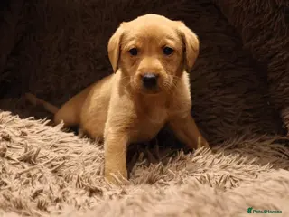 Labrador Retriever dogs Red fox Labrador puppies - Advert 1