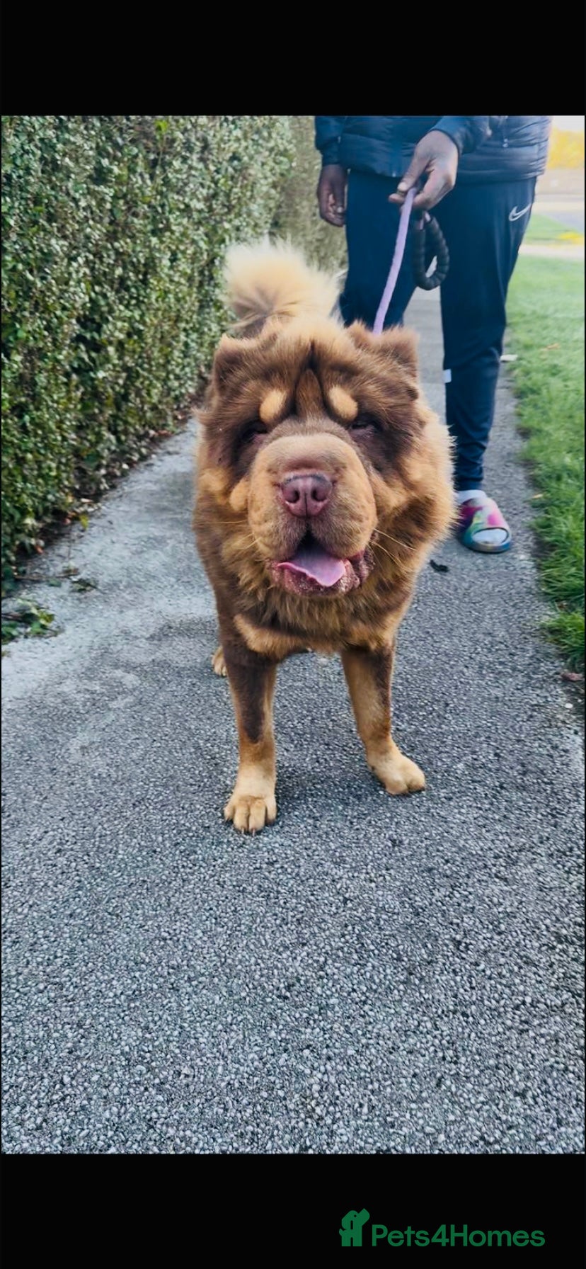 Shar Pei dogs Choc and tan top quality Sharpei stud  - Advert 1