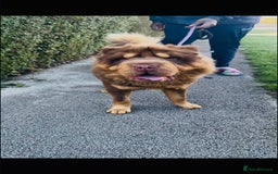 Shar Pei dogs for stud: Choc and tan top quality Sharpei stud  - Image 1