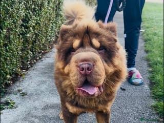 Shar Pei dogs Choc and tan top quality Sharpei stud - Advert 5