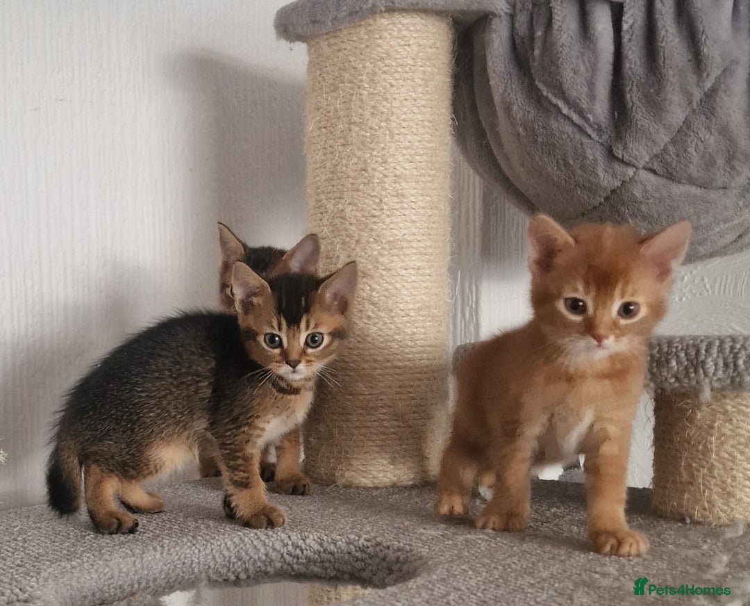 Abyssinian cats for sale: Abyssinian Cross British Blue - Advert 9