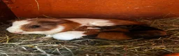 Guinea Pig rodents for sale: Baby guinea pigs, 3 pairs of male & 1 x females - Advert 13