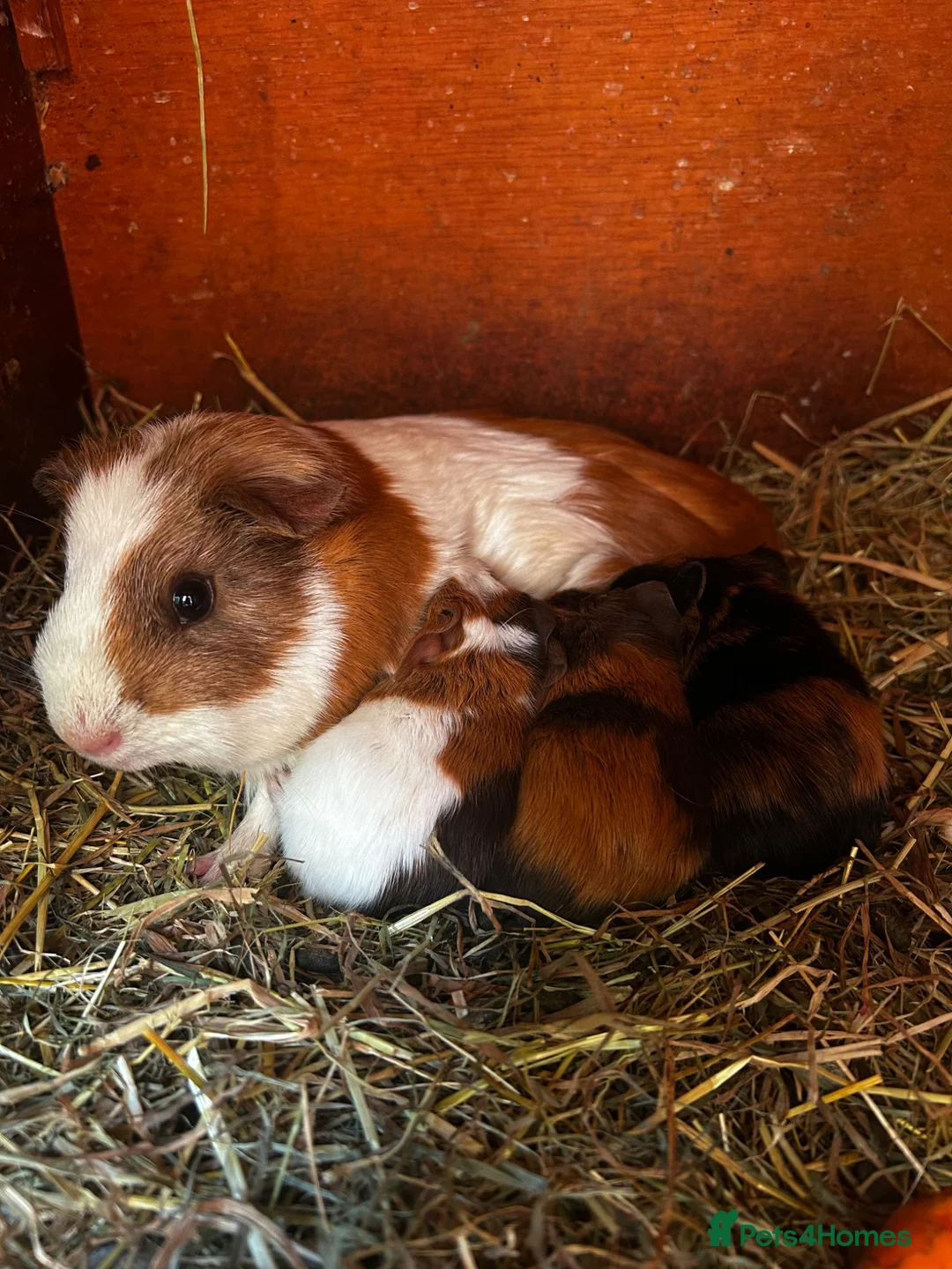 Guinea Pig rodents for sale: 2 Baby boy guinea pigs  - Advert 14