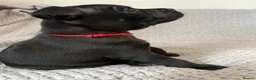 Staffordshire Bull Terrier dogs for sale: Black/blue staffy pups - Advert 28