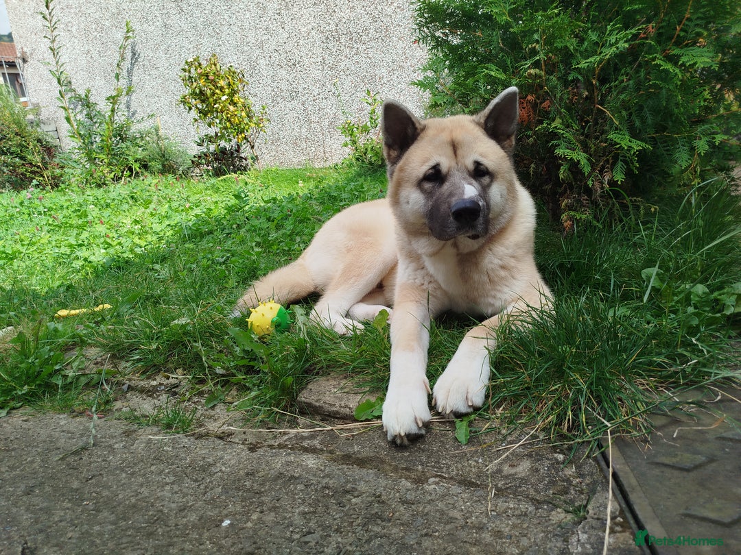 Akita dogs for stud: Male Akita for stud in Caerphilly/Cardiff  in Caerphilly - Image 1