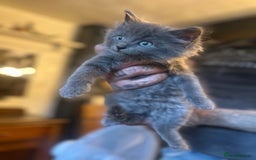 Nebelung cats for sale: 5 beautiful kittens available  in Bradford - Image 17
