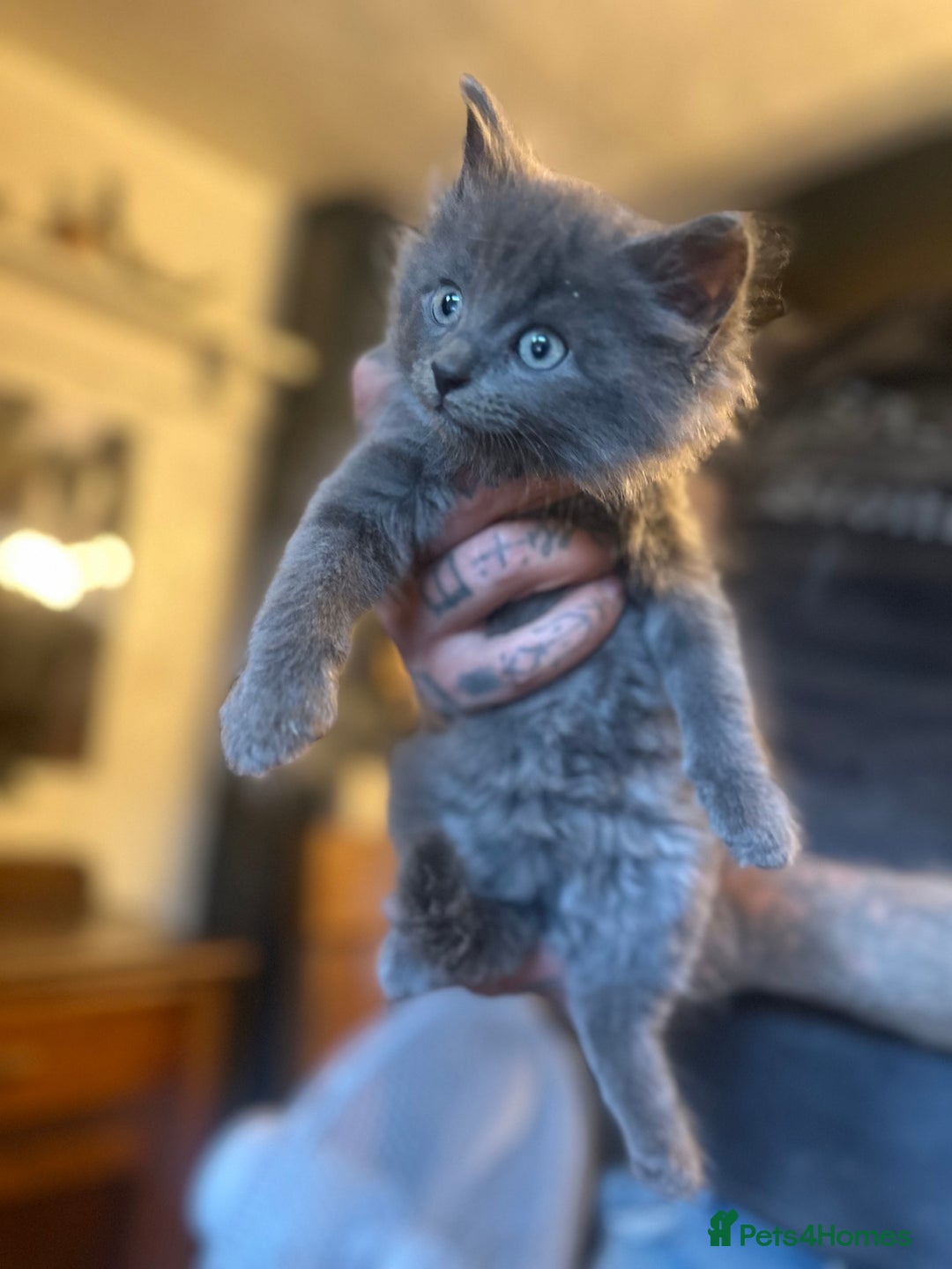 Nebelung cats for sale: 5 beautiful kittens available  in Bradford - Image 17