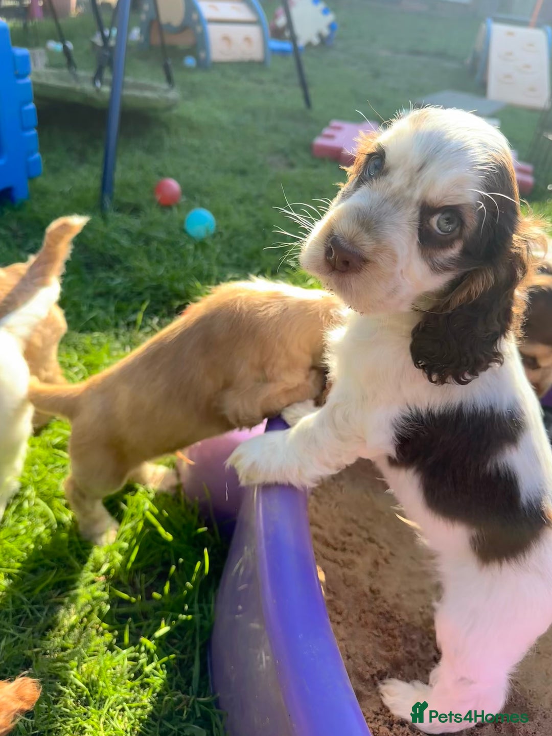 Cocker Spaniel dogs for sale: KC Sable Show Cocker Spaniels  - Image 4