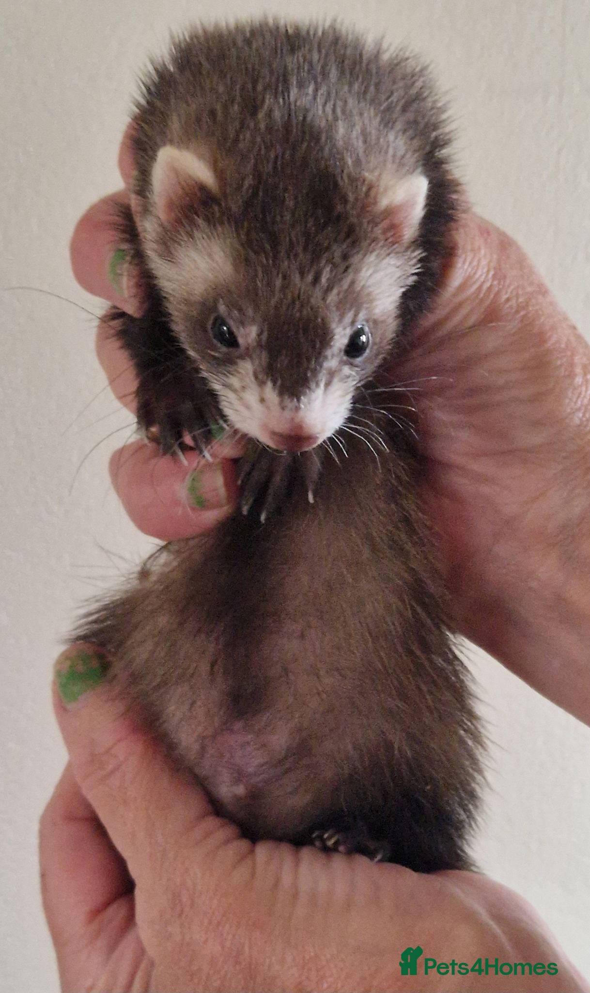Ferret rodents Micro Ferrets - Advert 2