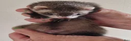 Ferret rodents for sale: Micro Ferrets - Advert 2