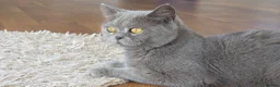 Mixed Breed cats for sale: 3 british shorthair cross kittens, playful & fun - Advert 7