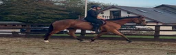 Irish Thoroughbred horses for sale: Elmast in Blackwood - Advert 5