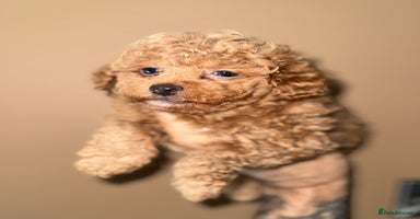 Toy Poodle dogs - Advert 5