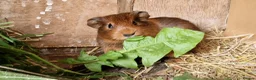 Guinea Pig rodents for sale: California x male and female Guinea pig babies  - Advert 3