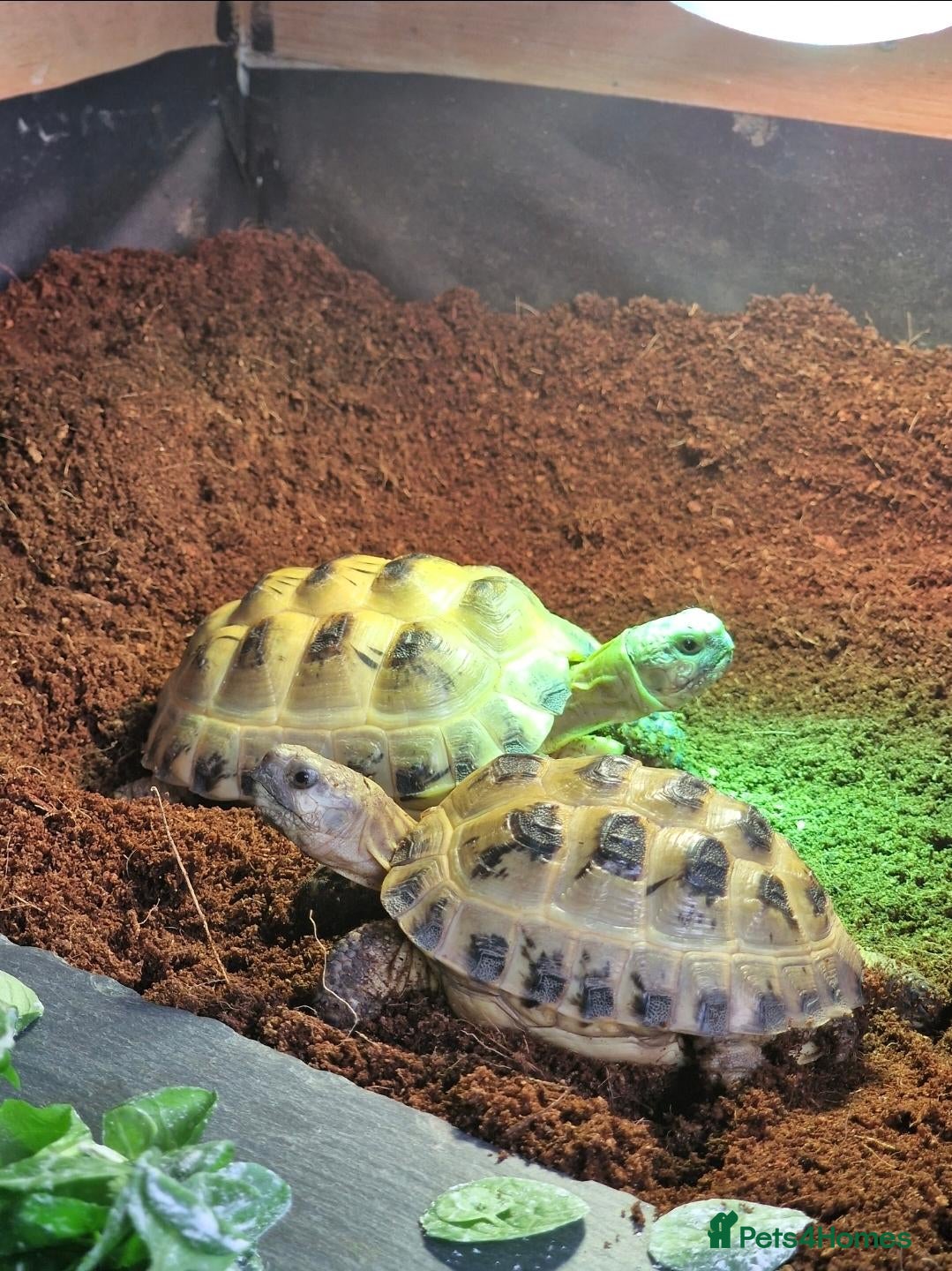 Tortoise reptiles 2 Beautiful Horsfield Tortoises & Large Enclosure - Advert 1