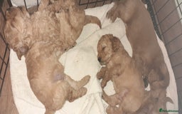 Mixed Breed dogs for sale: 1 boy and 1 girl left - Image 20