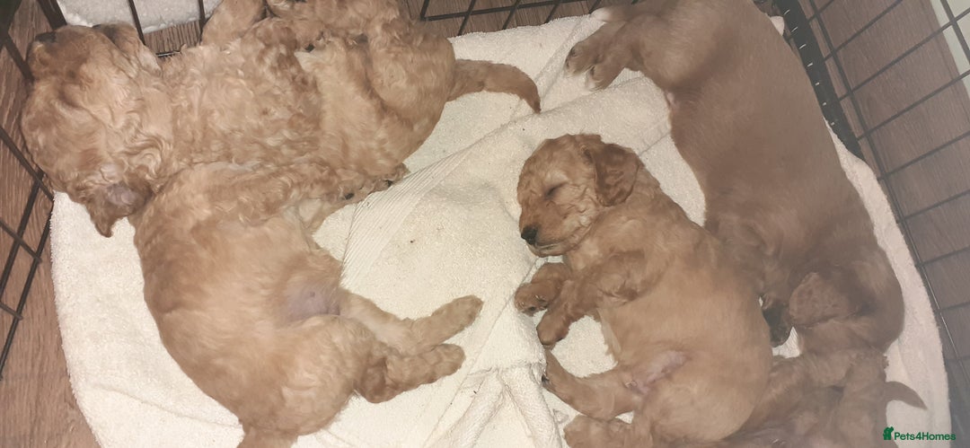 Mixed Breed dogs for sale: 1 boy and 1 girl left - Image 20