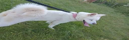 Akita dogs for sale: Akita puppy in Birmingham - Advert 9