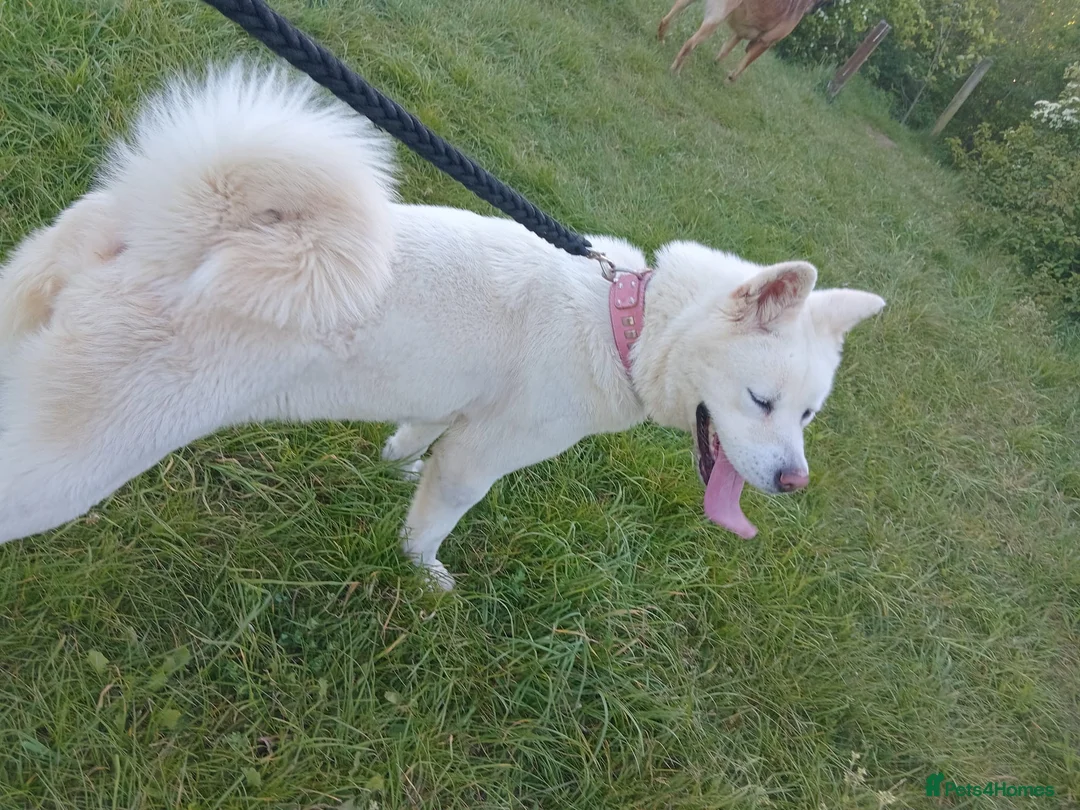 Akita dogs for sale: Akita puppy in Birmingham - Advert 9