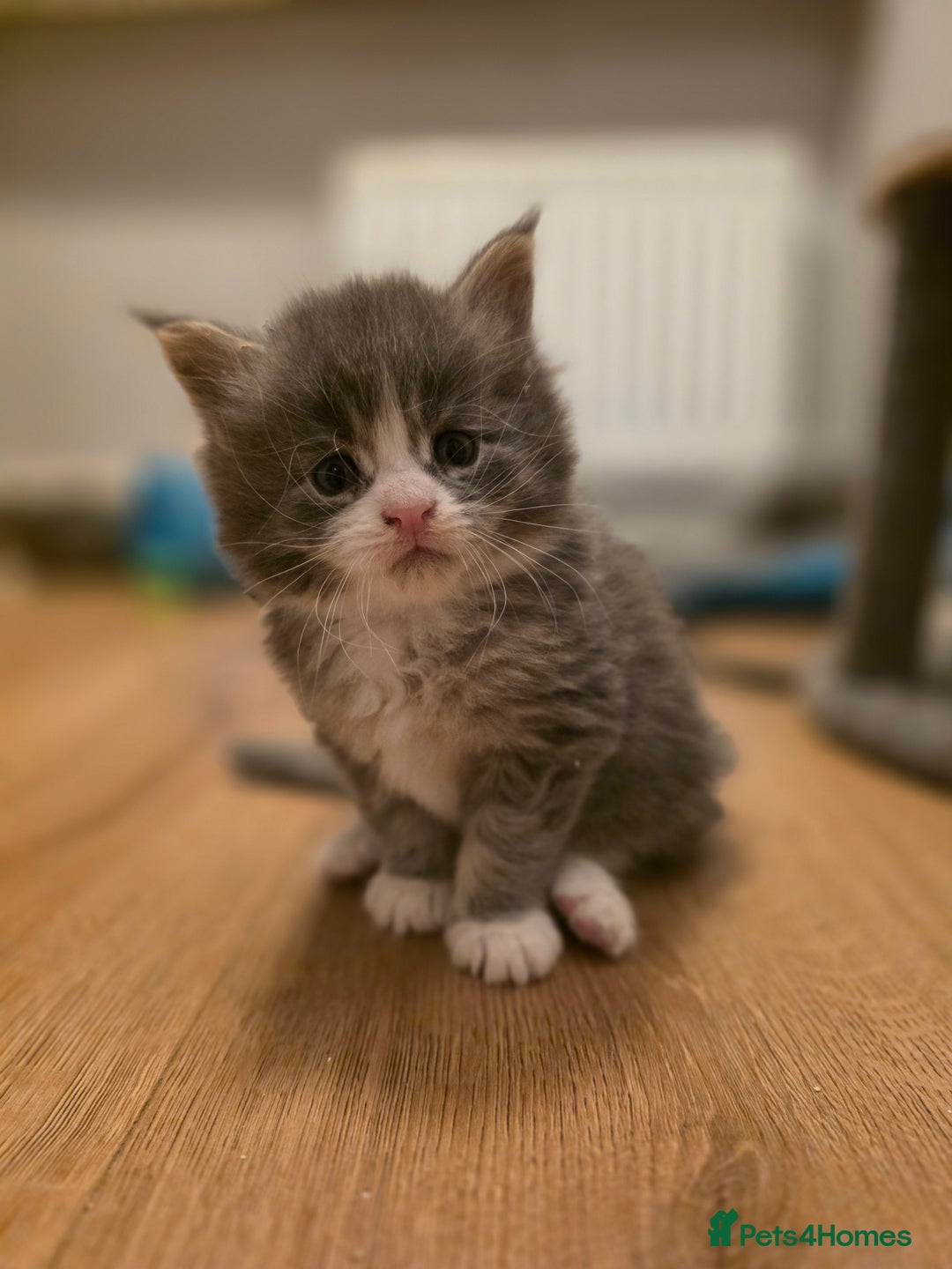 Maine Coon cats for sale: Beautiful Maine Coon Kittens 4 boys/2girl  - Advert 27