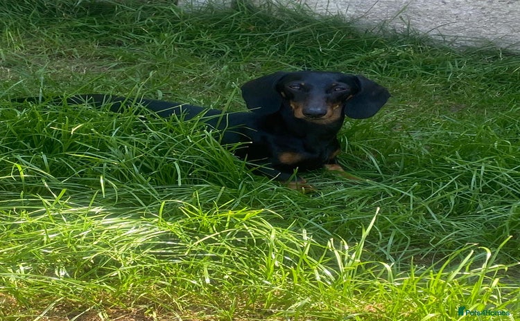 Miniature Dachshund dogs - Advert 1