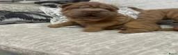 Shar Pei dogs for sale: beautiful shar pei girl  - Advert 4