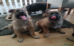 German Shepherd dogs for sale: Beautiful German Shepherd Puppies - Image 16