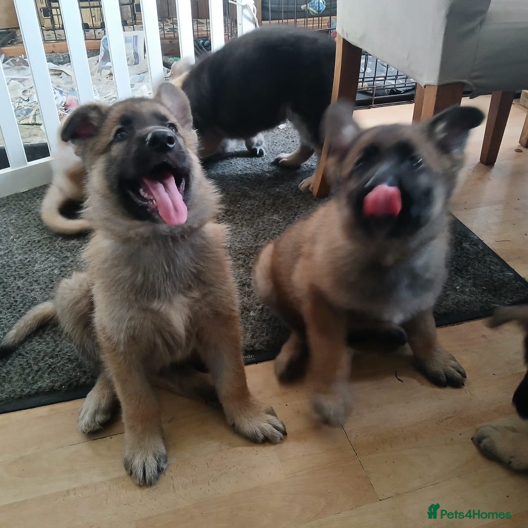 German Shepherd dogs for sale: Beautiful German Shepherd Puppies - Image 16