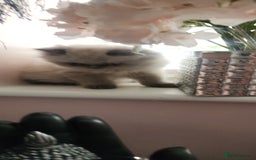 Persian cats for sale: Beautiful blue eyed rare percian point - Image 3