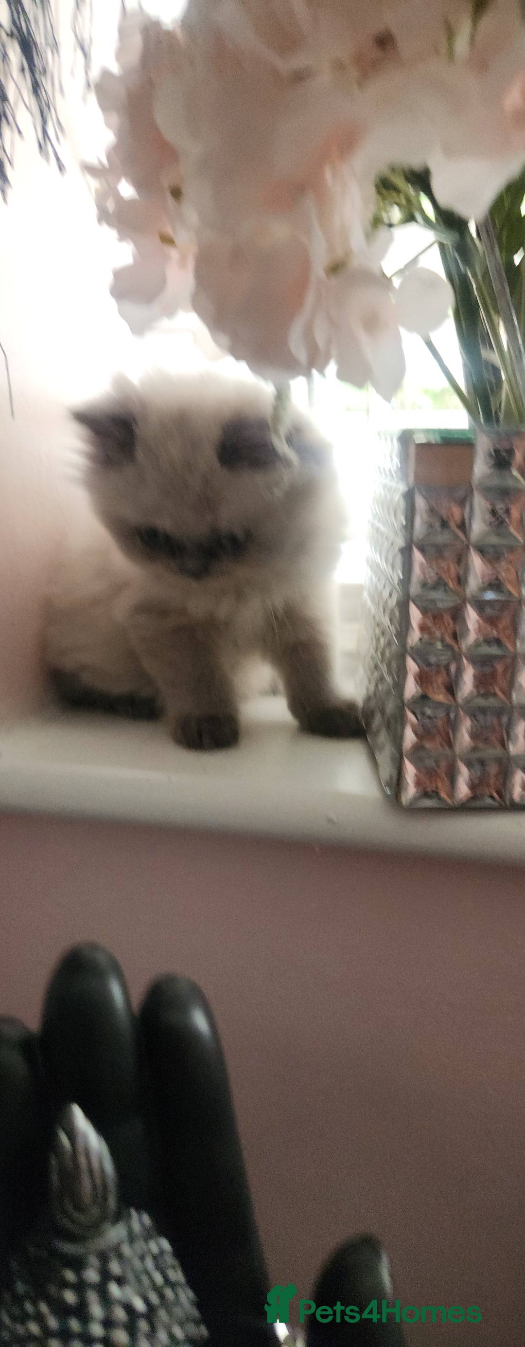 Persian cats for sale: Beautiful blue eyed rare percian point - Image 3