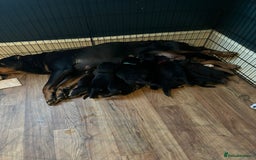 Mixed Breed dogs for sale: 9 beautiful rottweiler cross german shepherd pups - Image 12