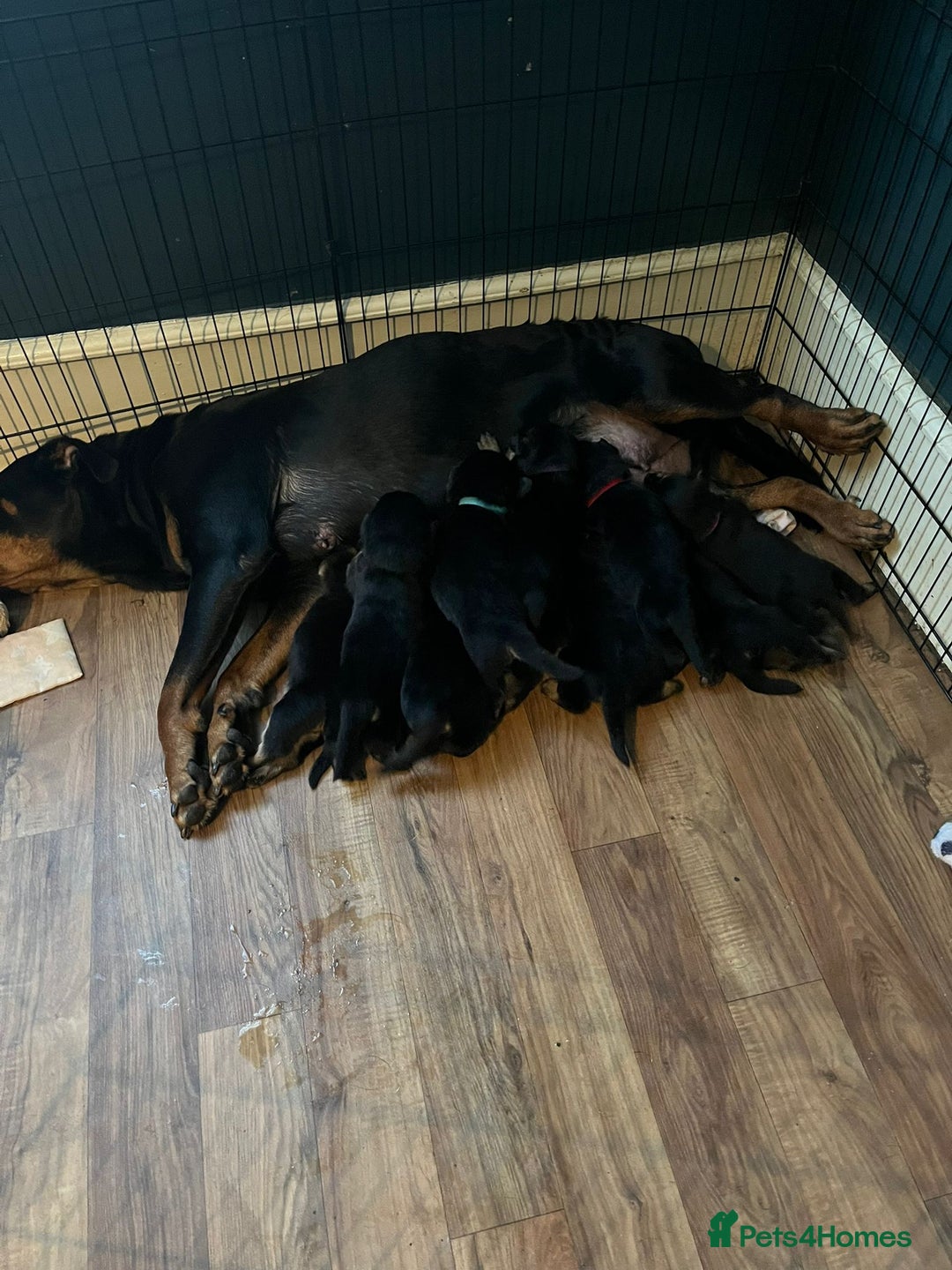 Mixed Breed dogs for sale: 9 beautiful rottweiler cross german shepherd pups - Image 12