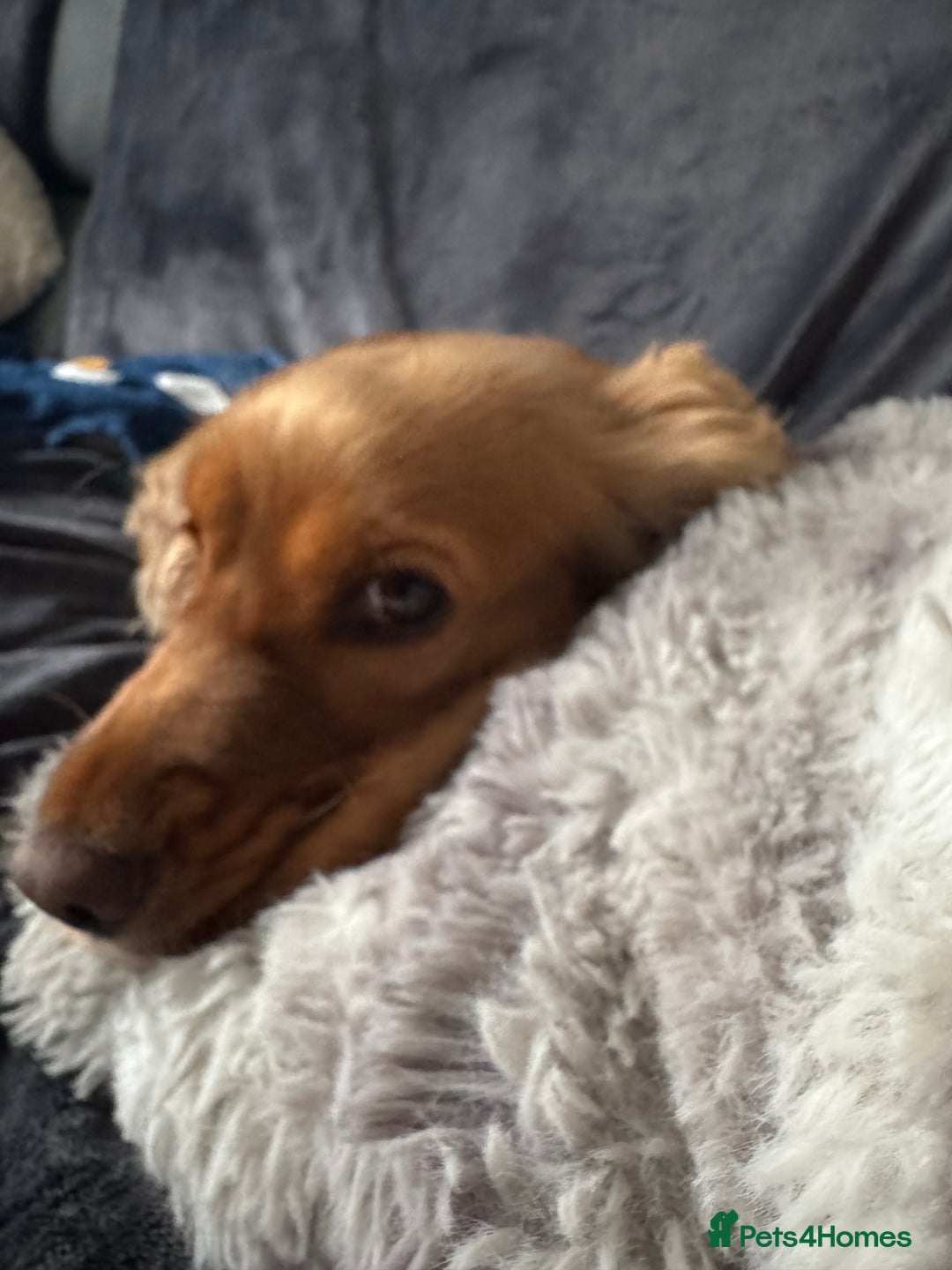 Cocker Spaniel dogs for sale: Meet Daisy – looking for her forever home❤️ - Advert 5