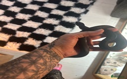 Snake reptiles for sale: Female black pine snake  - Image 3