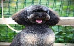 Cavapoo dogs for sale: ⭐️ Top Quality Cavapoos Due ⭐️ - Image 5