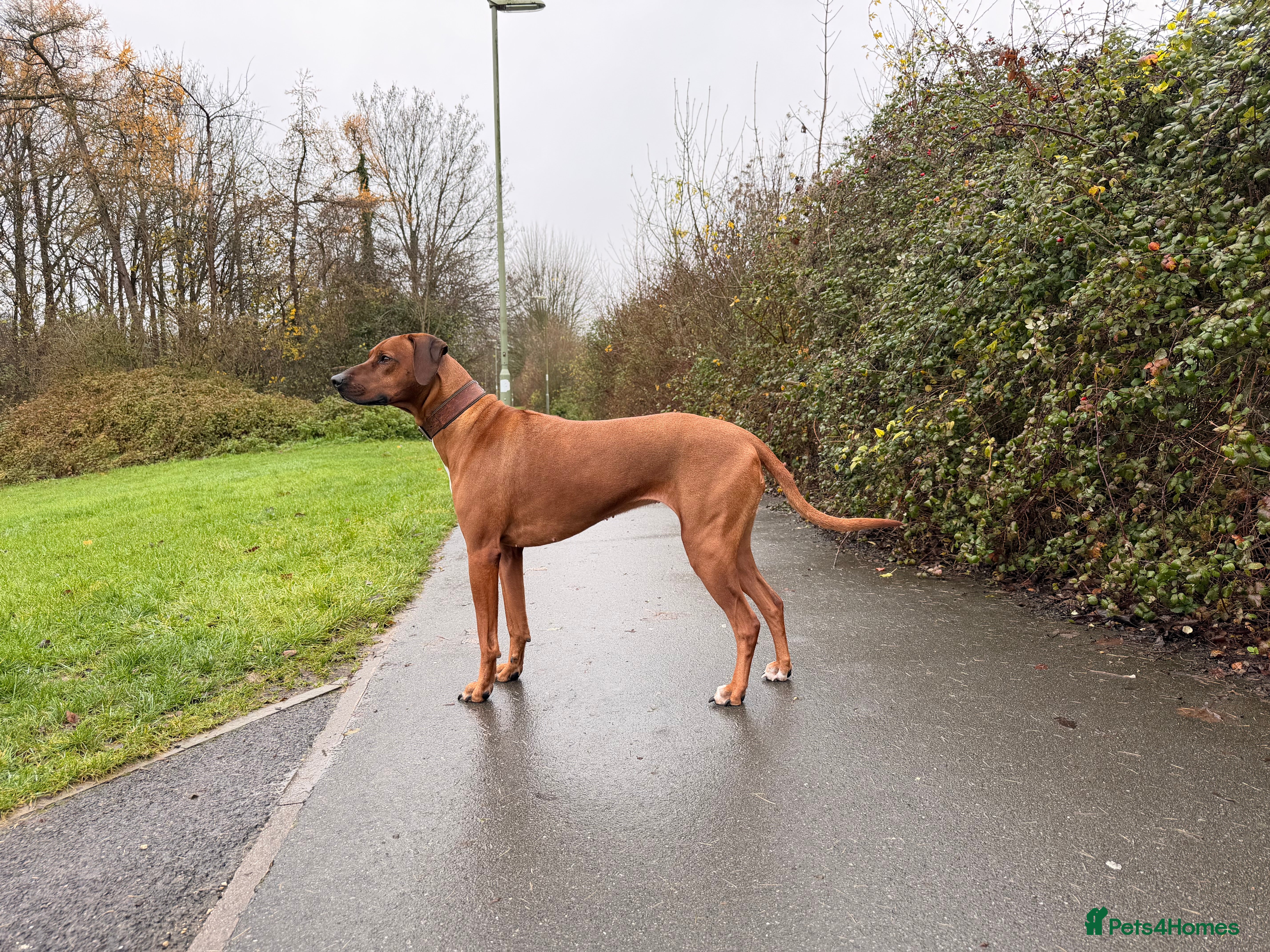Rhodesian Ridgeback dogs Rhodesian Ridgeback Puppies For Sale - Advert 2